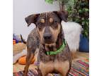 Adopt Robin a Shar-Pei