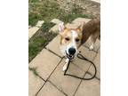 Adopt Quest a Shepherd