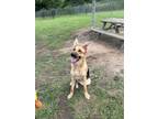 Adopt Heidi 968-24 a German Shepherd Dog, Mixed Breed