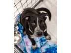 Adopt Londin a Australian Cattle Dog / Blue Heeler, Labrador Retriever