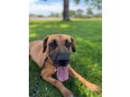 Adopt Tuscaloosa a Hound, Pit Bull Terrier