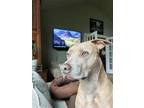 Adopt Maggie a Weimaraner, Pit Bull Terrier