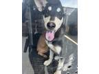 Adopt January a German Shepherd Dog, Mixed Breed