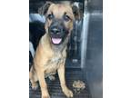 Adopt May a German Shepherd Dog, Mixed Breed