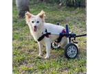 Adopt Dolly a Pomeranian