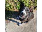 Adopt Inez a Pit Bull Terrier