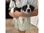 Adopt Oreo a Jack Russell Terrier