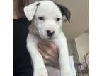 Adopt Phoebe a Jack Russell Terrier