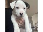 Adopt Cassie a Jack Russell Terrier