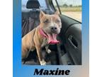 Adopt Maxine a Staffordshire Bull Terrier