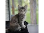 Adopt Calypso a Domestic Short Hair