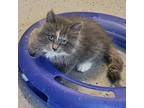 Adopt Angelica a Domestic Medium Hair