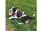 Adopt Taz a Terrier