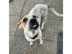 Adopt Simone a Beagle, Mixed Breed