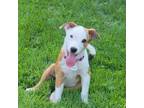 Adopt Jenna a Catahoula Leopard Dog, Jack Russell Terrier