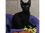 Adopt Canary a Domestic Short Hair
