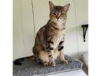 Adopt Latte a Domestic Short Hair