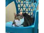 Adopt Mama June a Domestic Short Hair