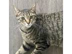 Adopt Ellie a Domestic Short Hair