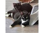 Adopt Wednesday a Domestic Short Hair