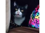 Adopt Rosie a Domestic Short Hair