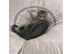 Adopt Gidget a Domestic Short Hair