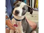 Adopt Beenz a Pit Bull Terrier
