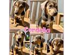 Adopt Cordelia a Hound