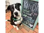 Adopt Kandi a Pit Bull Terrier