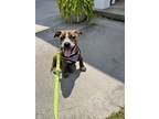 Adopt Patty a Hound, Mixed Breed