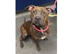 Adopt Tessa a Terrier, Mixed Breed