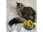 Adopt Morning Glory a Domestic Short Hair, Tabby