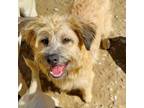 Adopt Gala a Border Terrier