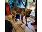 Adopt Frankie a Labrador Retriever, Husky