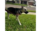 Adopt Smidge a German Shepherd Dog, Husky