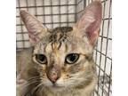 Adopt Azula a Domestic Short Hair