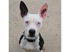 Adopt Twista a Boston Terrier, Mixed Breed