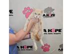 Adopt Gigi a American Shorthair, Domestic Short Hair