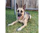 Adopt Tilly a German Shepherd Dog