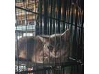 Adopt Rosie a American Shorthair