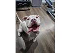 Adopt Ivory a Pit Bull Terrier