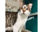Adopt Rousey a Domestic Short Hair