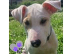 Adopt Forget-Me-Not - Alaska Blooms Litter a Mixed Breed