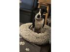 Adopt Scoot a Toy Fox Terrier