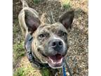Adopt Baby Boo a Terrier