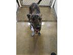 Adopt Hodges a Mixed Breed, Smooth Fox Terrier