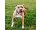 Adopt Melba a Pit Bull Terrier