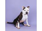 Adopt Mary Beth a Pit Bull Terrier