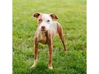 Adopt Tooda a Pit Bull Terrier
