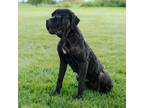 Adopt Nola a Mastiff